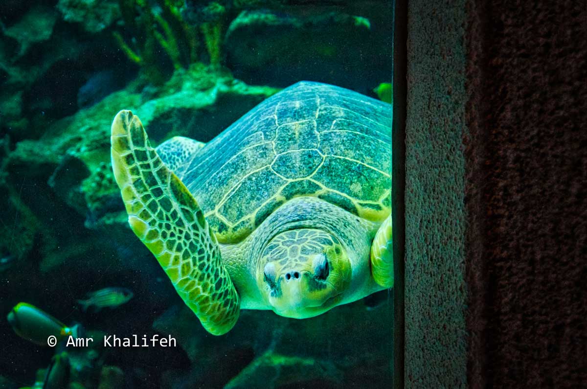 Amr Khalifeh's Post Photo - Sea Turtle