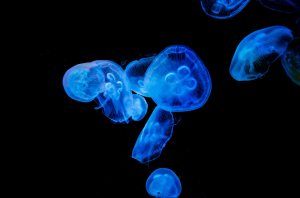 Amr Khalifeh's image of jellyfish 2