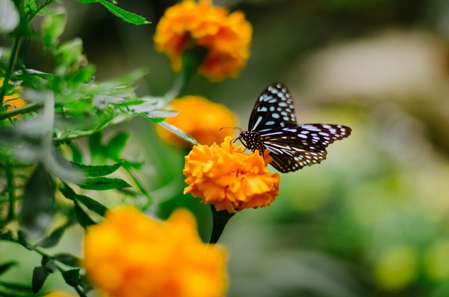 Amr Khalifeh's post image - Butterfly